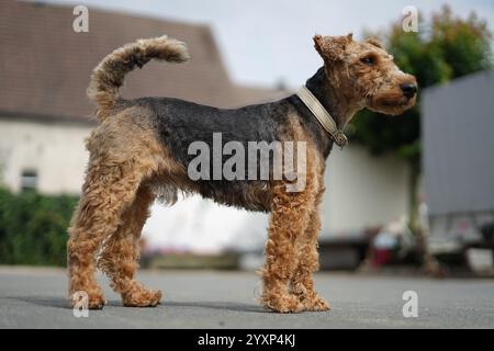 A dog with a brown and black coat stands in front of a house. The dog is wearing a collar and he is well-groomed Stock Photo