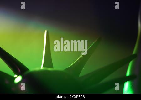 A close up of a green plant with sharp, pointed spikes. The spikes are green and seem to be reaching out from the plant, creating a sense of movement Stock Photo