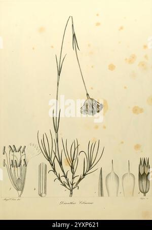 Sertulum Orientale, Taurini, Ex Officina Regia, 1855, Greece, Plants, Turkey, An illustration showcases a delicate flowering plant, identified as Danthonia Calycina. The central figure features a slender stem topped with a drooping flower, showcasing its intricate petals. Surrounding this primary plant are several detailed sketches of related botanical elements, including various shapes and forms of leaves, buds, and flower structures. Each component is carefully drawn, highlighting the unique characteristics of the species. Subtle marks and stains suggest the passage of time, adding a histori Stock Photo