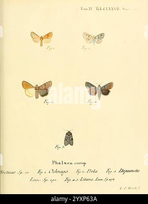 Die Schmetterlinge in Abbildungen nach der Natur, Leipzig, T.O. Weigel, 1829-1839, Butterflies, Europe, Lepidoptera, Pictorial Works, The illustration presents a collection of European moths, showcasing various species with distinct characteristics. Each specimen is carefully labeled with corresponding figures. The top row features two moths: the first on the left displays a rich orange and white pattern, while the second exhibits a more muted color palette with intricate markings. Below them, the middle row includes a striking moth with vivid blue and brown hues, paired with another that disp Stock Photo