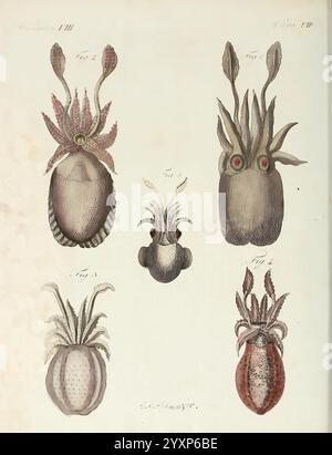 Porte-feuille instructif et amusant pour la jeunesse, À Vienne, Chez Antoine Pichler, 1807, Natural History, Juvenile Works, Woods Hole, The illustration features a series of intricately detailed depictions of various cephalopods, showcasing their unique forms and features. Each specimen is labeled with a figure number, with distinct characteristics highlighted, such as prominent eyes, specialized appendages, and varying body shapes. The designs emphasize the diverse anatomy of these marine creatures, illustrating both familiar and lesser-known species, contributing to the understanding of mar Stock Photo