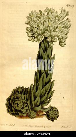 Curtis's Botanical Magazine, London, New York, botany, periodicals, pictorial works, Curtis, Sempervivum soboliferum, Sempervivum globiferum, taxonomy: family = Crassulaceae, Sydney Teast Edwards, Sempervivum, houseleek, hauswurz, succulent, Crassulaceae, inflorescence, Saxifragales., A detailed botanical illustration showcasing a striking plant with a tall, upright stem adorned with a cluster of delicate, white flower clusters at the top. The base features a rosette of thick, succulent leaves, characteristic of a fleshy plant. The leaves are arranged tightly together, exhibiting a rich textur Stock Photo