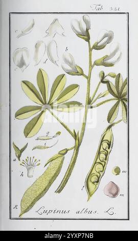 Icones plantarum medicinalium, Nürnberg, auf Kosten der Raspischen Buchhandlung, 1779-1790, botany, medical, pictorial works, This illustration showcases various parts of the plant Lupinus albus, commonly known as white lupin. The composition features a detailed depiction of the plant’s leaves, flowers, and fruit. The leaves are arranged in a palmate structure with several leaflets. Above them, the flowers are illustrated, showing distinct shapes that highlight their botanical features. Adjacent to the flowers, the fruit is displayed, consisting of a pod that houses multiple seeds. Additional Stock Photo