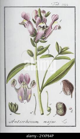 Icones plantarum medicinalium Nürnberg auf Kosten der Raspischen Buchhandlung 1779-1790 botany medical pictorial works, The illustration features a detailed botanical study of Antirrhinum majus, commonly known as snapdragon. The plant is depicted with its characteristic upright growth and clusters of trumpet-shaped flowers in shades of pink and purple. Accompanying the main plant are labeled sketches of various parts: the flowers, leaves, seed pods, and seeds, all scientifically rendered to highlight key anatomical features. This artwork exemplifies the precision and artistry of botanical ill Stock Photo