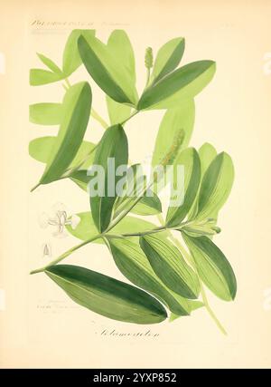Icones florae Germanicae et Helveticae, simul Pedemontanae, Tirolensis, Istriacae, Dalmaticae, Austriacae, Hungaricae, Transylvanicae, Moravicae, Borussicae, Holsaticae, Belgicae, Hollandicae, ergo Mediae Europae. Lipsiae, F. Hofmeister 1834-1912. [v. 1, 1850], Europe, pictorial works, plants, The illustration showcases a botanical study featuring the plant *Platanus* or sycamore tree. Central to the composition is a detailed depiction of its elongated leaves, characterized by a glossy surface and prominent veins. Surrounding the main foliage are smaller elements including flower clusters and Stock Photo