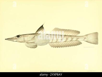 The deep-sea fishes, [of the Hawaiian Islands] Washington, Govt. Print, 1905, Albatross, steamer, fishes, Hawaiian Islands, Bembrops filiferus, A detailed illustration of a BembrOps flutera, showcasing its elongated body and distinctive fin structure. The fish is presented in profile, highlighting its streamlined shape and unique features, such as the elongated dorsal fin and prominent snout. The intricate line work captures the texture of the scales and the delicate fin rays, emphasizing the species' aquatic elegance. Below the illustration, a label identifies the specimen as the Gilbert type Stock Photo