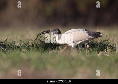 The African sacred ibis (Threskiornis aethiopicus) , African bird species but now also found in Europe. Stock Photo