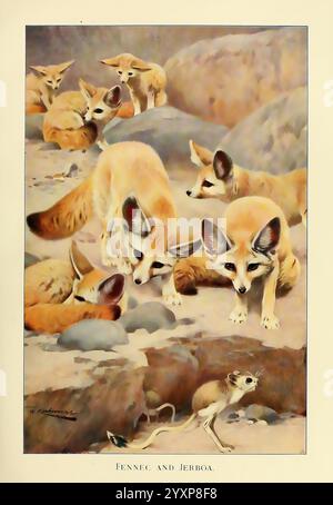 Wild life of the world, London, F. Warne and co, 1916, zoology, fennec, jerboa, richard lydekker, friedrich wilhelm kuhnert, mammals, canis lama, vulpes zerda, fennec fox, dipus jaculus, jaculus jaculus, lesser Egyptian jerboa., A group of fennec foxes, characterized by their distinctive large ears and sandy fur, is depicted gathering in a rocky terrain. Their curious expressions suggest they are attentive and alert to their surroundings. Among them, a smaller jerboa, known for its long legs and tufted tail, scurries across the ground, highlighting the contrasting sizes of these desert-dwellin Stock Photo