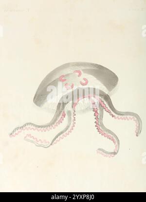 Porte-feuille instructif et amusant pour la jeunesse, À Vienne, Chez Antoine Pichler, 1807, natural history, juvenile works, Woods Hole, The illustration depicts a detailed representation of a jellyfish, showcasing its bell-shaped body and flowing tentacles. The bell is adorned with intricate lines and patterns, emphasizing its delicate structure. The tentacles extend gracefully from the base, highlighted with subtle pink accents that contrast with the surrounding details. This artwork captures the ethereal beauty and complexity of marine life, inviting viewers to appreciate the elegance and i Stock Photo