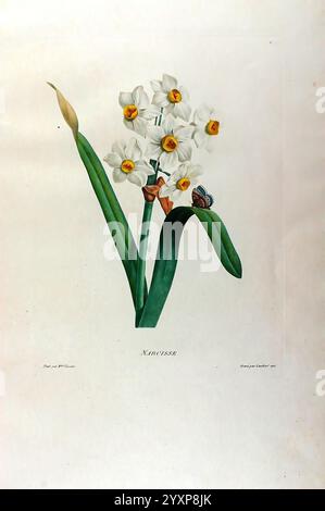 Études de fleurs et de fruits, Paris, Chez Bance aîné, Md. d'Étampes, [1820?]., A beautiful depiction of a cluster of delicate narcissus flowers stands prominently, showcasing their unmistakable white petals with striking yellow centers. The flowers are set against long, slender green leaves that gracefully arch around them. In the lower corner, a small butterfly adds a charming touch, attracting attention to the natural beauty of the scene. Below the artwork, the name ''Narcissus'' is elegantly inscribed, labeling this enchanting botanical specimen. The overall composition highlights the intr Stock Photo