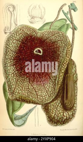 Curtis's Botanical Magazine London New York Botanical Illustration Botany Periodicals Pictorial Works Plants Ornamental Matilda Smith Women in Science, The image features a striking botanical illustration of a unique flower, characterized by its large, textured petals displaying an intricate pattern of deep red and dark hues. The flower's central opening, resembling an eye, is surrounded by a frilled edge that adds to its unusual appearance. Leafy green structures complement the flower, showcasing a rich texture and organic form. In the background, additional illustrations depict other floral Stock Photo