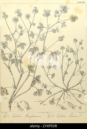 Sertulum Orientale, Taurini, Ex Officina Regia, 1855, Greece, Plants, Turkey, The illustration showcases two botanical species from the genus Cyphocarpus. On the left, Cyphocarpus Meatylenensis features intricate, delicate leaves and small clustered flowers, depicted with meticulous attention to detail. To the right, Cyphocarpus Pseudocarpus presents a slightly different structure, characterized by its own unique leaf formations and floral arrangement. Both specimens are labeled with respective numbers and scientific nomenclature, emphasizing their distinct characteristics and providing a clea Stock Photo