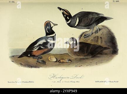 The, birds, of, America, New York, G.R, Lockwood, 1871, 1839, birds, North America, pictorial, works, This illustration features three distinct species of ducks, each showcasing unique plumage and characteristics. The central duck is depicted in a poised stance, its striking coloration displaying shades of black, white, and brown, emphasizing its vibrant markings. To the left, another duck exhibits a similarly bold pattern, while the duck on the right is in a more subdued tone, resting on the ground. The background highlights a natural setting, hinting at a habitat near water, and includes a f Stock Photo