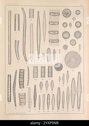 Atlas der Diatomaceen-Kunde, Leipzig, O.R. Reisland, 1874-1819, atlases, bacillariophyceae,, This illustration presents a variety of microscopic diatoms and algae, showcasing their intricate and diverse forms. The arrangement includes elongated, filamentous structures, circular discs, and various segmented shapes, each labeled with numerical annotations for reference. The image highlights the detailed textures and patterns characteristic of these microorganisms, emphasizing their unique features and the complexity of their forms. This categorization serves to educate about the diversity within Stock Photo