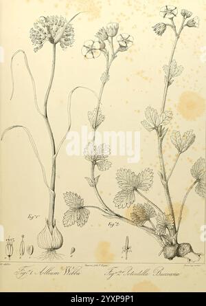 Sertulum Orientale, Taurini, Ex Officina Regia, 1855, Greece, Plants, Turkey, The illustration features three botanical specimens, meticulously rendered to showcase their distinct characteristics. On the left, the first specimen has a tall, slender stem adorned with clusters of white flowers atop a greenish bulb base, indicating its bulbous nature. The second specimen, positioned centrally, presents a more delicate structure with fine, feathery leaves and small blossoms, detailed with petals that suggest a star-like formation. To the right, the third specimen displays a more robust form, featu Stock Photo