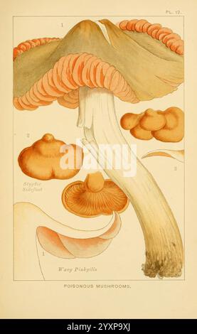 Edible and poisonous mushrooms:, London, Society for Promoting Christian Knowledge, 1894, Great Britain, mushrooms, The illustration depicts various species of poisonous mushrooms, highlighting their distinct characteristics. The central figure features a tall, expansive cap with vibrant, ruffled edges, showcasing details of its gills. To the side, smaller, rounded caps display a smoother texture, accompanied by a stylized depiction of their stems. Each specimen is labeled for reference, emphasizing their unique shapes and colors, which serve as a reminder of the diversity and potential danger Stock Photo