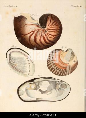 Porte-feuille instructif et amusant pour la jeunesse, À Vienne, Chez Antoine Pichler, 1807 Natural history, Juvenile works, Woods Hole, An illustration featuring various types of shells, each meticulously detailed and labeled. The top section depicts a nautilus shell, showcasing its intricate spiral structure and delicate internal chambers. Below it, a bivalve shell is represented, its smooth exterior hinting at the creature's habitat. Adjacent to it, a uniquely patterned bivalve offers a glimpse of nature’s artistry with its symmetrical design. The final shell at the bottom reveals an interna Stock Photo