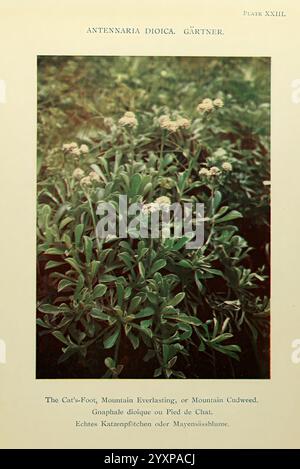 Mountain Everlasting, Antennaria dioica, also known as Catsfoot, Cat’s ...