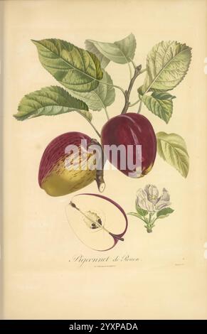 Pomologie française, Paris, Langlois et Leclercq, 1846, Arbres Fruitiers, Field Guides, France, Fruit Trees, Fruit Culture, Fruits, Identification, Plants, A botanical illustration featuring two distinct apples hanging from a leafy branch. The apples exhibit a blend of vibrant colors, one showcasing deep red hues while the other exhibits a mix of yellow and red streaks. Below the apples, a detailed depiction of an apple core with seeds is presented, alongside a single delicate flower with five petals. The entire composition is marked by intricate detailing of the leaves and textures, emphasiz Stock Photo