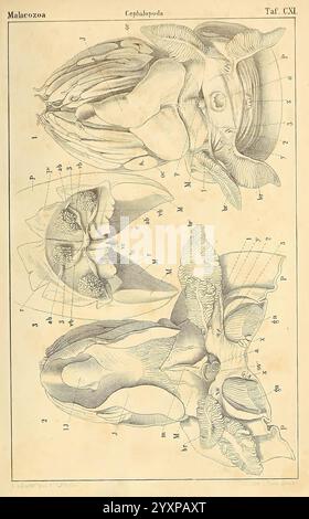 This 1866 work provides detailed anatomical descriptions of vertebrates ...