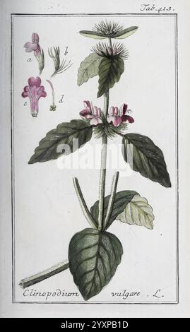 A botanical reference to the Clinopodium vulgare, commonly known as ...