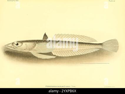 The deep-sea fishes [of the Hawaiian Islands] Washington, Govt. Print, 1905, albatross, steamer, fishes, Hawaiian Islands, Pteropsaron incisum, The illustration showcases a detailed side view of the Pteropsaron incisum, a fish species known for its elongated body and distinctive fin structure. The fish is depicted with an elongated head featuring prominent eyes, and its mouth is slightly open, revealing sharp teeth. The pectoral and pelvic fins are intricately detailed, showcasing delicate fin rays, while the dorsal fin extends along the length of the body. The overall form emphasizes the stre Stock Photo