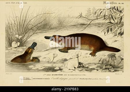 Dictionnaire universel d'histoire naturelle, Paris, Chez les editeurs MM. Renard, Martinet et cie, rue et Hotel Mignon, 2 (quartier de l'École-de-Médecine), 1847-1849, dictionaries, natural history, platypus, Ornithorhynchus anatinus, platypus, mammal, monotreme, hist sci art, Australia, This illustration features two platypuses, depicted in a natural setting among lily pads and reeds. One platypus is positioned in the water, showcasing its streamlined body and distinctive duck-like bill, while the other is on the shore, partially emerging from the water's edge. The surrounding landscape inclu Stock Photo