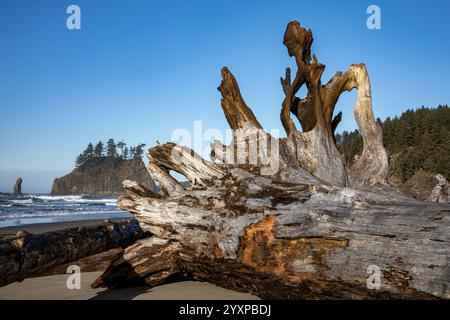 WA25951-00...WASHINGTON - A missive drift log on Second Beach in Olympic National Park. Stock Photo