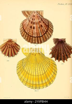 The illustration showcases an intricately detailed shell, characterized ...