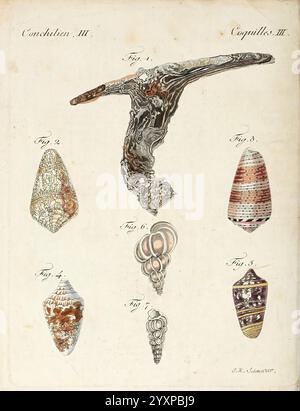 Porte-feuille instructif et amusant pour la jeunesse, À Vienne, Chez Antoine Pichler, 1807, natural history, juvenile works, Woods Hole, The illustration showcases a collection of various seashells, each labeled with a figure number. At the top, the first figure presents a distinctive, elongated shell with intricate patterns. Below it, figures 2 through 7 display a range of beautifully designed shells, highlighting their unique shapes and textures, including smooth spirals and textured, ribbed surfaces. The detailed renderings emphasize the natural beauty and diversity of marine life, showcasi Stock Photo