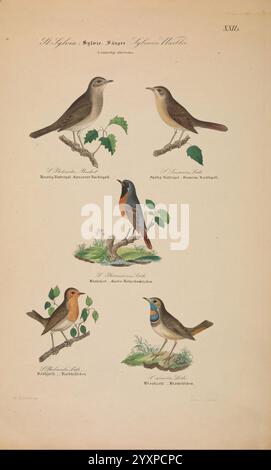 Danmarks fugle, beskrevne, Kjøbenhavn, Forfatterens Forlag, 1851-1852, birds, Denmark, Scandinavia, Faroe Islands, pictorial works, Saxicola rubicola, European stonechat, Phoenicurus ochruros, Black redstart, Bluethroat, Luscinia svecica, Luscinia luscinia, Luscinia megarhynchos, Common nightingale, Saxicola, Thrush nightingale, This illustration features a variety of songbirds perched among green leaves, showcasing their distinct colors and markings. Each bird is labeled with its common name and scientific classification, highlighting their unique attributes. The layout is elegant, with the b Stock Photo