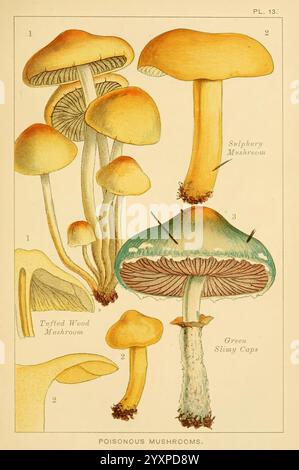 Edible Poisonous Mushrooms London Society for Promoting Christian Knowledge 1894 Great Britain Mushrooms, The illustration features a collection of various mushrooms, emphasizing their distinct shapes and colors. Prominently displayed are the Sulphury Mushroom, known for its bright yellow cap, and the Green Slimy Cap, characterized by its unique green hue and bulbous shape. Additional varieties, such as the Twisted Wood Mushroom, showcase differing textures and structural features. Each mushroom is labeled with numbers indicating their specific names and characteristics, collectively highlight Stock Photo