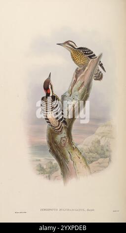 Birds of Asia, by John Gould, pub. by the author 1850-1883, Asia, Birds, Pictorial Works, A detailed illustration depicts two striking woodpeckers perched on a weathered tree trunk. The bird on the left showcases a vibrant plumage pattern with a bold crest and intricate markings, while the one on the right features a unique blend of stripes and spots, illustrating its distinctive characteristics. The background hints at a natural landscape, suggesting their habitat, with soft gradient tones that evoke a serene atmosphere. The elegant title below identifies the species, contributing to the over Stock Photo