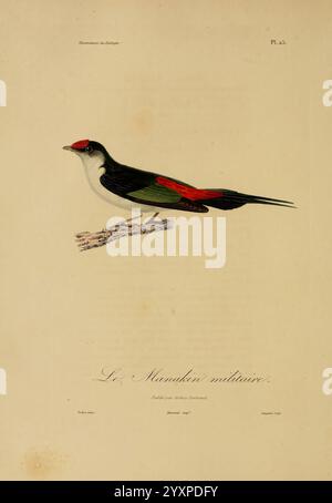 Illustrations de zoologie Paris, A. Bertrand [1832-35?] Pictorial works ...
