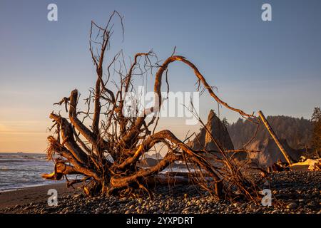 WA25978-00...WASHINGTON - A recently eroded tree still with its secondary and tertiary roots on Rialto Beach, ONP. Stock Photo