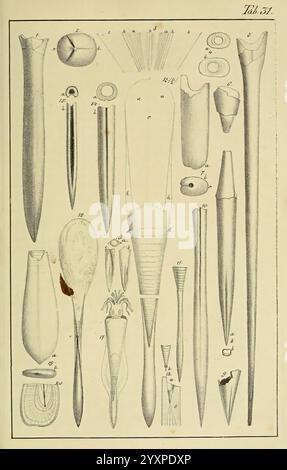 Handbuch der Petrefaktenkunde, Tübingen, H. Laupp, 1852, fossils, paleontology, Museum of Comparative Zoology, A detailed illustration showcasing a variety of ancient tools and fishing implements. The collection features different types of spear points, harpoons, and fishing lures, each labeled with numerical annotations. The objects vary in shape and size, reflecting the craftsmanship and design variations used across cultures and time periods. In addition to sharp points, the illustration includes a spoon-like tool, suggesting multifunctional uses. The meticulous depiction highlights the int Stock Photo