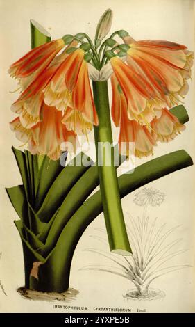 Flore des serres et des jardins de l'Europe, A Gand, chez Louis van Houtte, éditeur, 1845-1880 Imantophyllum cyranthiflorum Imantophyllum cyranthiflorum Clivia × cyrtanthiflora Hybrid Flowers Botany Taxonomy Kingdom: Plantae, This illustration showcases the striking Imantophyllum cyanthiflorum, a flowering plant known for its vibrant, tubular blooms that cascade gracefully from a sturdy green stalk. The flowers display a captivating blend of soft orange and pale peach hues, arranged in dense clusters at the tip of the elongated stem. Alongside the main floral depiction, a subtle sketch of the Stock Photo