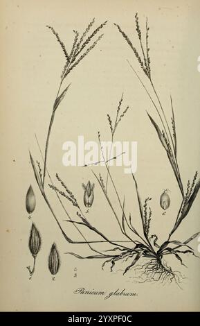 Species Graminum, Petropoli, Impensis Academiae Imperialis Scientiarum, 1828-1836, gramineae, pictorial works, grasses, An intricate illustration of Panicum glabrum, showcasing its distinguishing features. The artwork includes detailed depictions of the plant's grass-like leaves and inflorescences, highlighting the delicate spikelets at the top. Accompanying the main plant drawing are labeled illustrations of the seed structures, offering insight into the anatomy of the species. Each component is meticulously rendered to emphasize the botanical details, such as the root system and the arrangem Stock Photo