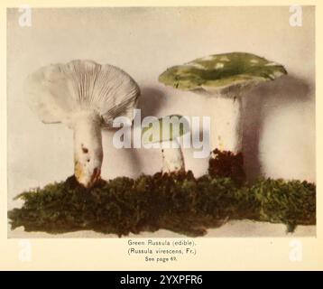 The mushroom book Garden City, N.Y, 1920 cookery mushrooms fungi mushrooms edible The New York Botanical Garden Russula virescens green russula, Three different varieties of the Green Russula mushroom are displayed, showcasing their distinct features. The largest mushroom on the right has a broad, dome-shaped cap with a light green color, while the middle one is smaller with a more pronounced, slightly bulbous shape and a green top. The smallest mushroom on the left has a more slender stalk and a white cap, providing a contrast to the others. All three are positioned on a bed of vibrant green Stock Photo