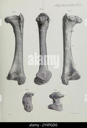 Transactions of the Zoological Society of London, London, Published for the Zoological Society of London by Academic Press, Zoology,, The illustration showcases a series of detailed anatomical representations of long bones, displaying various angles and perspectives. The central focus is on a prominent femur, highlighted in the middle, alongside additional views of associated bones. Each illustration is meticulously labeled and includes numbered figures for reference. The fine lines and intricate shading enhance the texture and characteristics of the bones, making this a valuable resource for Stock Photo