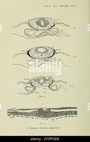 This figure illustrates the development of the neural tube in ...