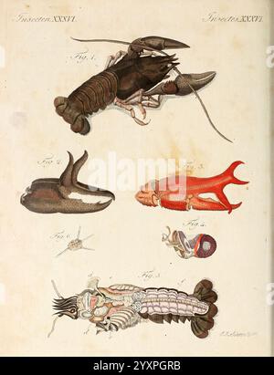 Porte-feuille instructif et amusant pour la jeunesse, À Vienne, Chez Antoine Pichler, 1807, Natural history, Juvenile works, Woods Hole, The illustration presents a detailed study of various marine organisms, capturing the intricacies of their forms. At the top, a lobster is depicted in profile, showcasing its prominent claws and segmented body. Below it, different figures illustrate other sea creatures, including a squid-like creature resting sideways and a stylized representation of a delicate jellyfish with flowing tentacles. Additional images highlight the anatomical features of a marine a Stock Photo