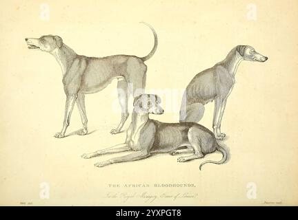 The wonders of the animal kingdom, London, T. Kelly, 1830, Great Britain, dog, bloodhound, zoo animals, menageries, animal behavior popular works, The illustration features three dogs, each posed in a way that highlights their unique characteristics. The top dog, standing alert, showcases a refined posture typical of its breed, with a long neck and elegant lines. The middle dog is in a relaxed position, laying down and depicting a gentle demeanor, while the bottom dog stands confidently, its muscular build emphasizing strength and agility. The overall composition captures the grace and distinc Stock Photo