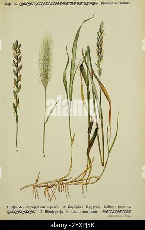 Pflanzen der Heimat Leipzig, Quelle und Meyer, 1913, Germany, Pictorial works, Plants, The New York Botanical Garden, Elymus repens, Lolium perenne, Hordeum murinum, This illustration features a botanical study displaying various types of grasses. The first section showcases a slender, upright plant with elongated leaves and a delicate flowering head, identified as Agropyron repens (common couch grass). The second depicts English ryegrass, characterized by its dense cluster of small flowers and narrow leaves. The third represents a member of the Hordeum genus, complete with notable root struct Stock Photo