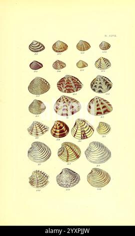 A detailed catalog of shell genera, illustrating and describing various ...