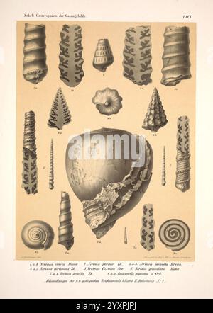 A detailed illustration showcasing a variety of seashells, each ...