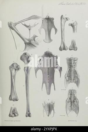 Transactions, of, the, Zoological, Society, of, London, London, Published, for the, Zoological, Society, of, London, by, Academic, Press, zoology, The illustration features a collection of detailed anatomical sketches of various bones from the human skeleton. Prominent among them are the femur, tibia, and fibula, which showcase the structure and curvature of the leg bones. Additionally, vertebrae from the spinal column are represented, highlighting their characteristic shapes. The illustration also includes the sternum and sections of the rib cage, emphasizing the thoracic structure. Each bone Stock Photo