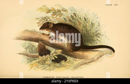 A hand-book to the Marsupialia and Monotremata, London, E. Lloyd, 1896, Marsupials, Monotremes, Pseudochirus Cooki, Pseudochirus Cooki, Tasmanian Ring-Tailed Phalanger, Tas, Australia, Australia, Common Ringtail Possum, Pseudocheirus Peregrinus, Richard Lydekker, This illustration features the Tasmanian ring-tailed phalanger, a small marsupial native to Australia. In the scene, one phalanger is perched on a thick branch, its body elongated and fur textured, while attentively observing its surroundings. Below it, another smaller phalanger is nestled amongst the foliage, partially hidden, adding Stock Photo