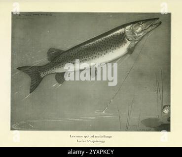 Fisherman's, lures, and, game-fish, food, New York, C, Scribner's, Sons, 1920, food, fishing, fishes, A prominently displayed fish, showcasing its elongated body adorned with distinct spots, symbolizes the beauty of aquatic life. The specimen appears freshly caught, hinting at a successful fishing excursion. In the background, subtle hints of fishing gear can be seen, suggesting an outdoor setting where anglers pursue their passion. This depiction highlights the intricate details of the fish’s scales and fins, emphasizing its role in the ecosystem and the sport of fishing. A label to the side Stock Photo