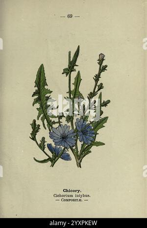 Wayside and Woodland Blossoms, London, F. Warne, 1895, Great Britain, wildflowers, identification, botany, Cichorium intybus, A botanical illustration featuring chicory (Cichorium intybus), showcasing its characteristic jagged green leaves and delicate blue flowers. The plant is depicted in an upright position, emphasizing its branching stems, with the flowers prominently displayed. Below the illustration, the scientific name and family classification, ''Composite, ' are presented, providing essential taxonomic information about this herbaceous plant. The overall design highlights the intricat Stock Photo